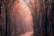 名记:活塞现在处于上升期 赛季中期可能会寻求交易补强,活塞现在的阵容